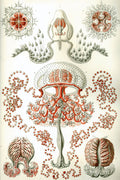 Anthomedusa