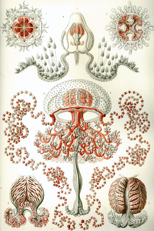 Anthomedusa
