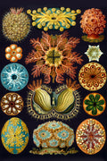 Ascidia
