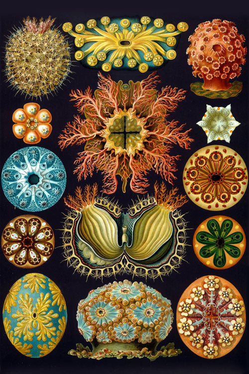 Ascidia