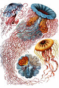 Discomedusae