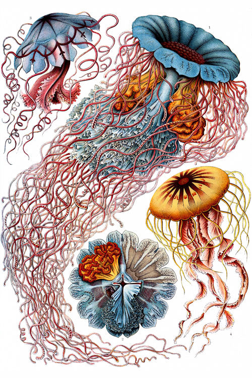 Discomedusae