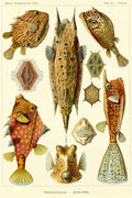Ostracion