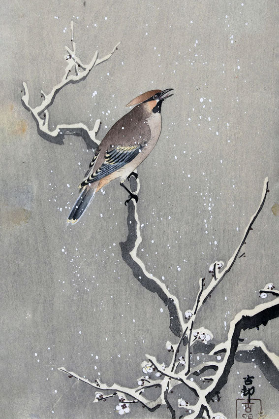 Jemiołuszka na ośnieżonej gałęzi - Ohara Koson