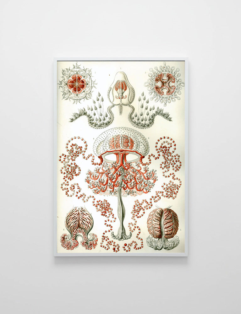 Anthomedusa