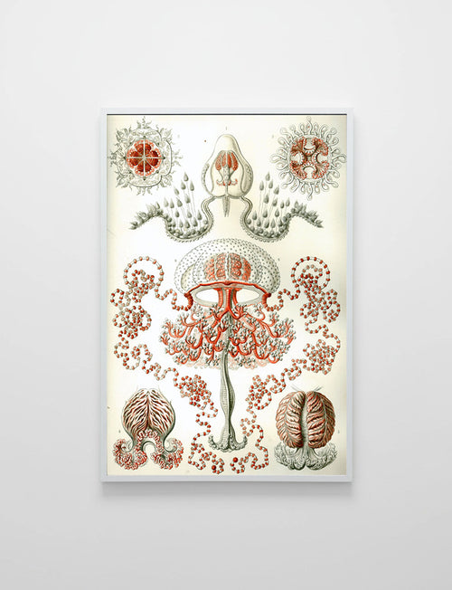 Anthomedusa
