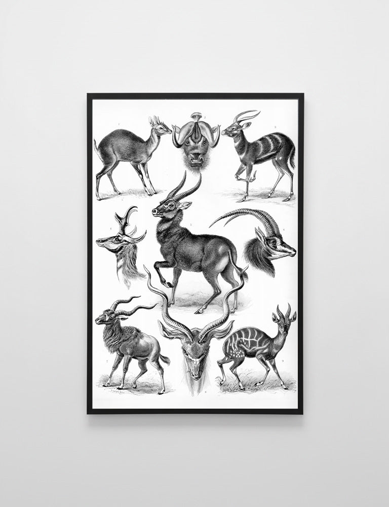 Antylopy