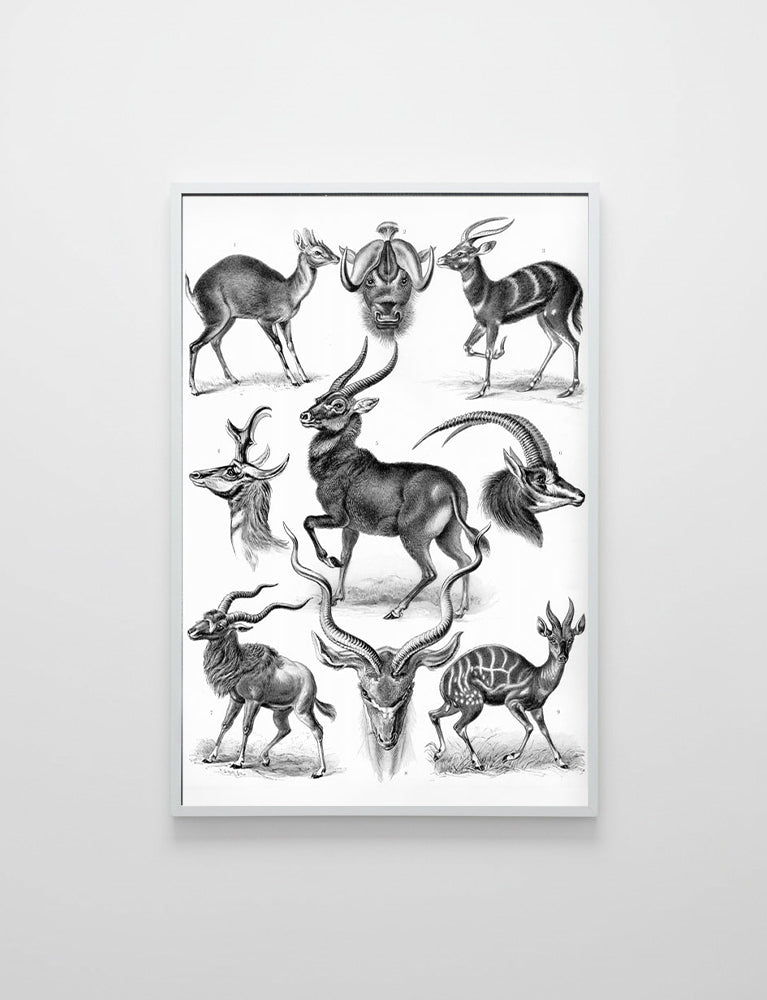 Antylopy