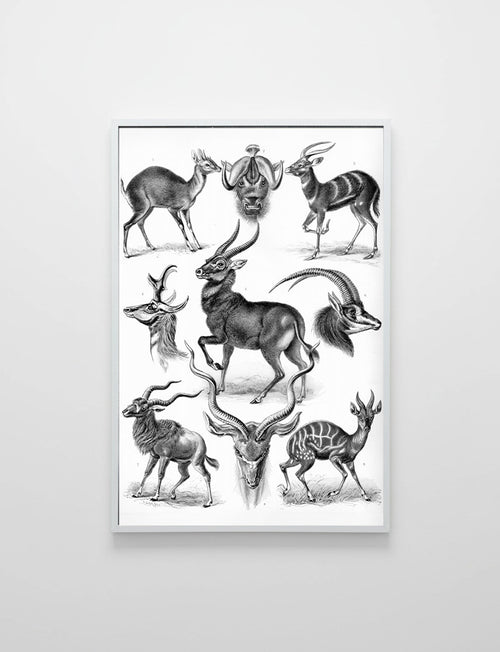 Antylopy