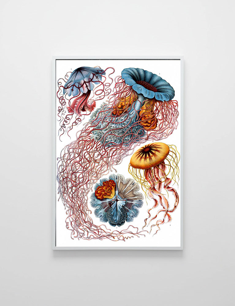 Discomedusae