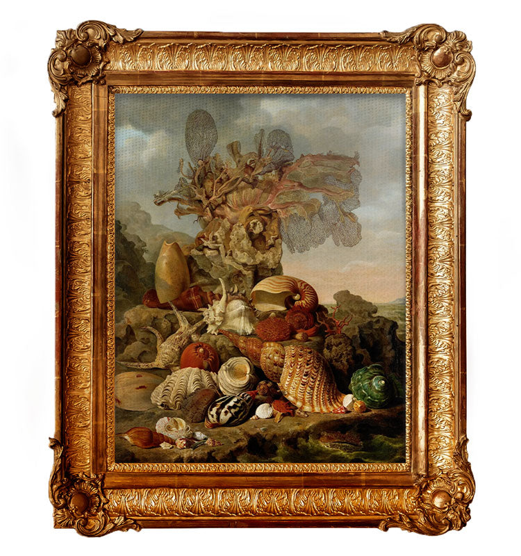 Muszle i rośliny morskie - Henricus Franciscus Wiertz